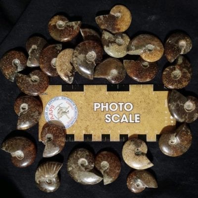 Small Polished Ammonite