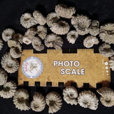 Natural Douvilleiceras Ammonites