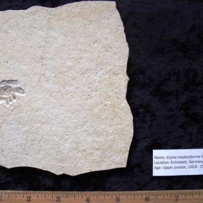 Eryma Modestiforme Fossil