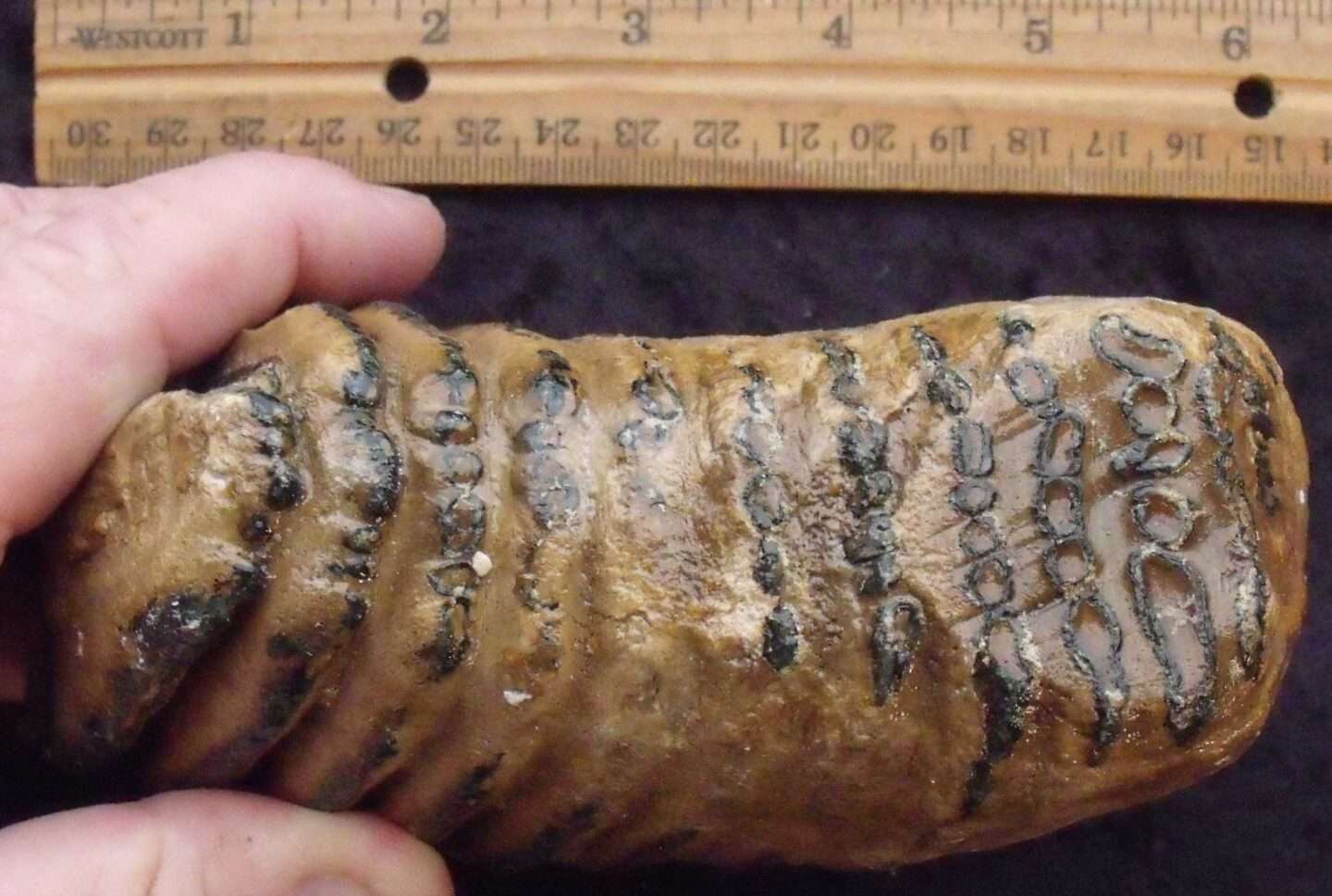 Juvenile Fossil Mammoth Molar - Image 4